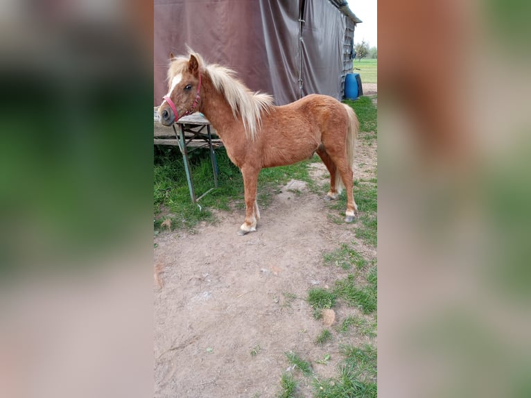 Ponis Shetland Semental 2 años 110 cm Alazán in Großostheim