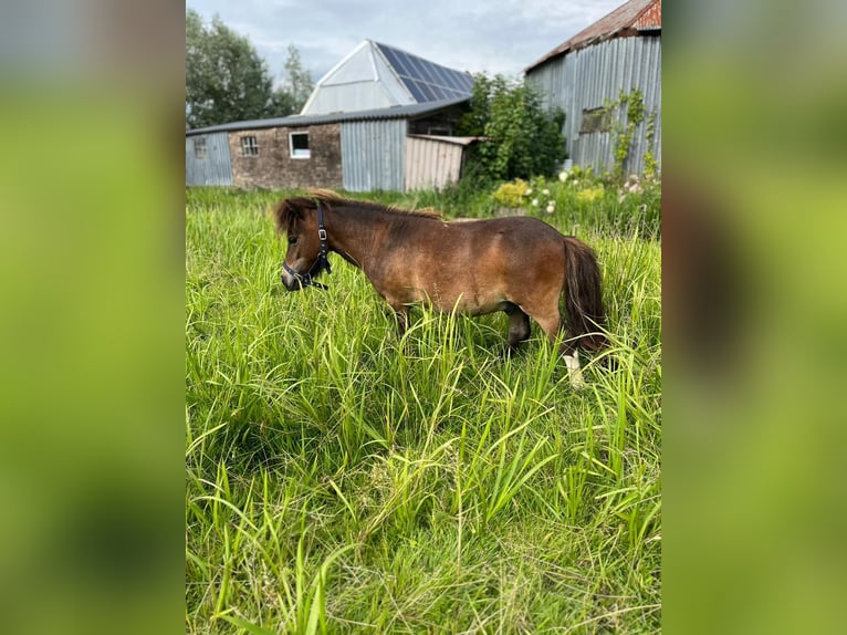 Ponis Shetland Semental 2 años 85 cm Pío in Haastrecht