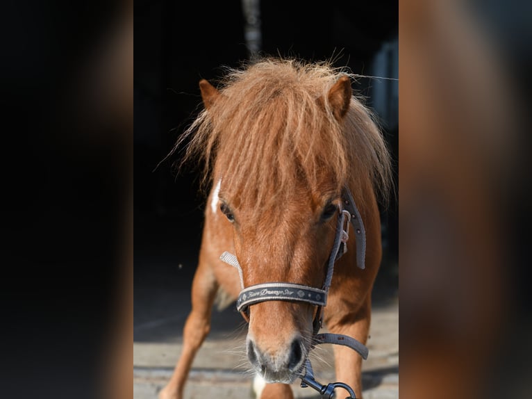 Ponis Shetland Semental 2 años 85 cm Pío in Geilenkirchen