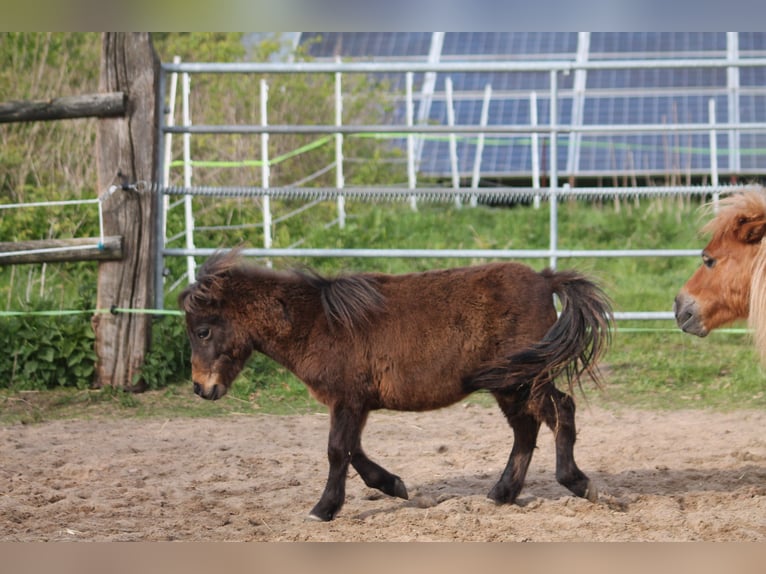 Ponis Shetland Mestizo Semental 2 años 87 cm Castaño oscuro in Kasseburg