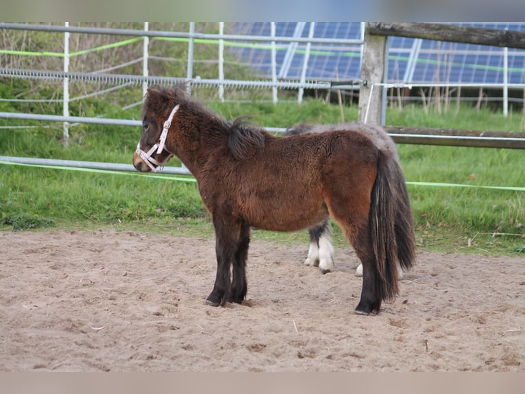 Ponis Shetland Mestizo Semental 2 años 87 cm Castaño oscuro in Kasseburg