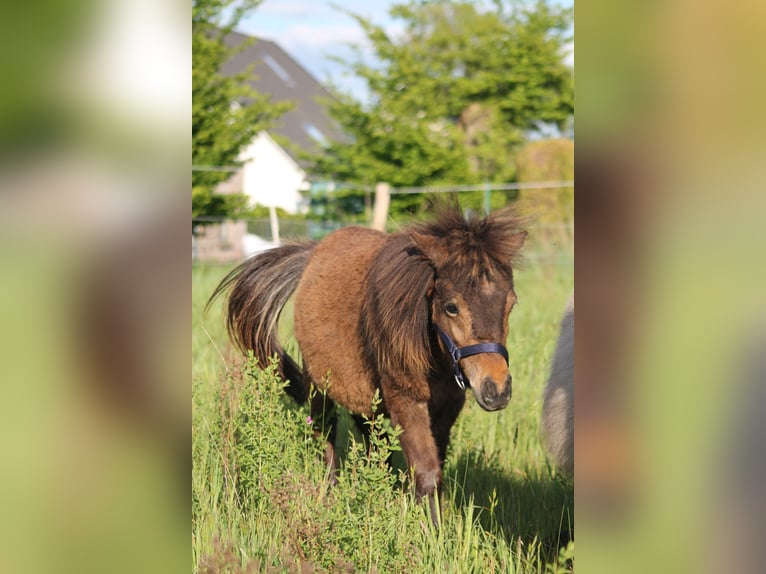 Ponis Shetland Mestizo Semental 2 años 87 cm Castaño oscuro in Kasseburg