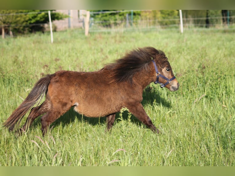 Ponis Shetland Mestizo Semental 2 años 87 cm Castaño oscuro in Kasseburg