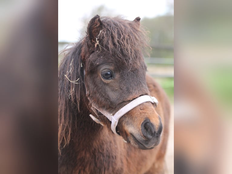 Ponis Shetland Mestizo Semental 2 años 87 cm Castaño oscuro in Kasseburg