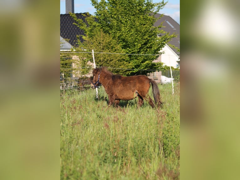 Ponis Shetland Mestizo Semental 2 años 87 cm Castaño oscuro in Kasseburg