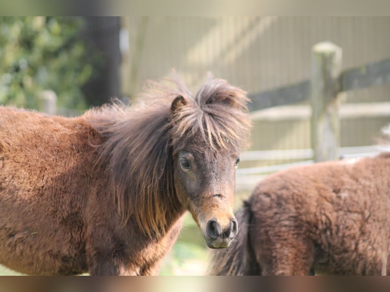 Ponis Shetland Mestizo Semental 2 años 87 cm Castaño oscuro in Kasseburg