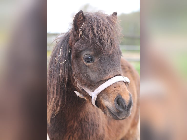 Ponis Shetland Mestizo Semental 2 años 87 cm Castaño oscuro in Kasseburg