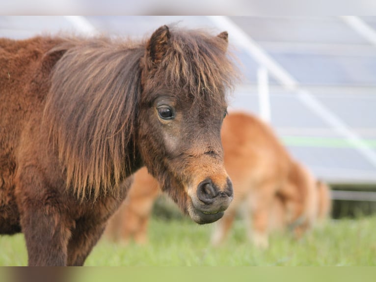 Ponis Shetland Mestizo Semental 2 años 87 cm Castaño oscuro in Kasseburg