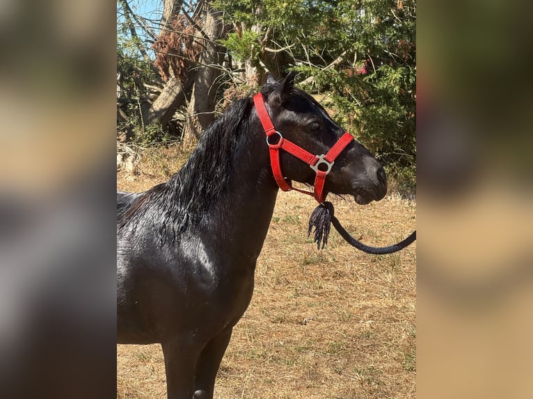 Ponis Shetland Semental 2 años 94 cm Negro in Marigny