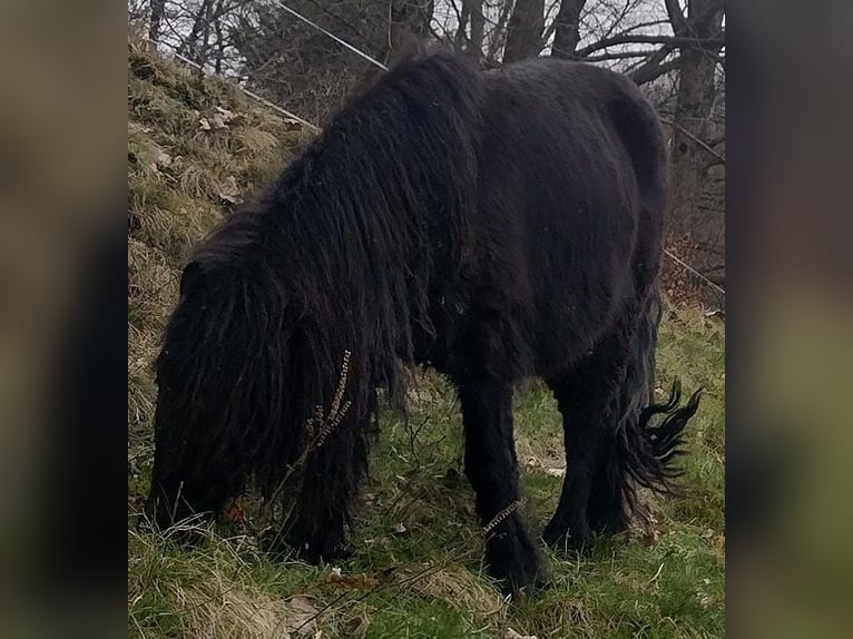 Ponis Shetland Semental 2 años 95 cm Negro in Hemer