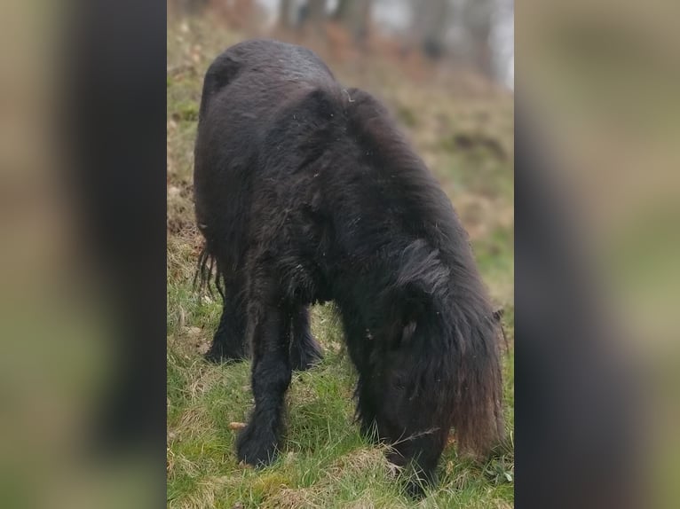 Ponis Shetland Semental 2 años 95 cm Negro in Hemer