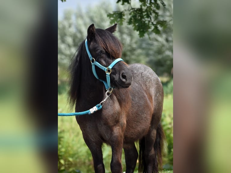 Ponis Shetland Semental 2 años 97 cm Negro in Herpt