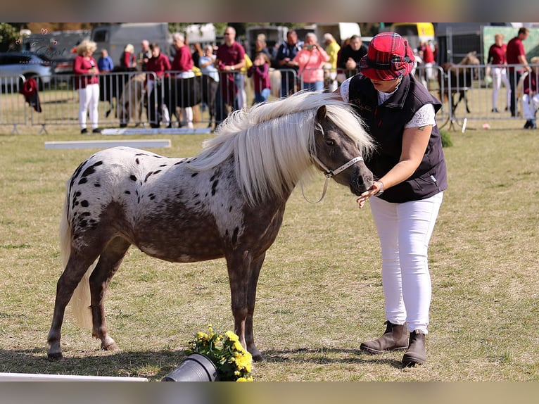 Ponis Shetland Semental 2 años 98 cm Atigrado/Moteado in Detmold