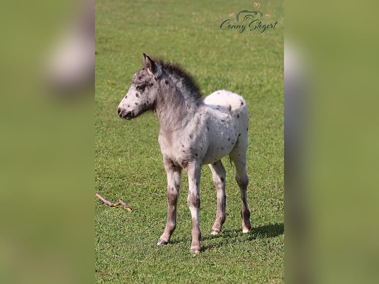 Ponis Shetland Semental 2 años 98 cm Atigrado/Moteado in Detmold