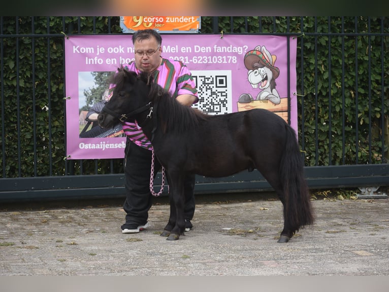 Ponis Shetland Semental 2 años  in Achtmaal