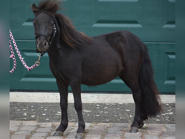 Ponis Shetland Semental 2 años Negro in Achtmaal