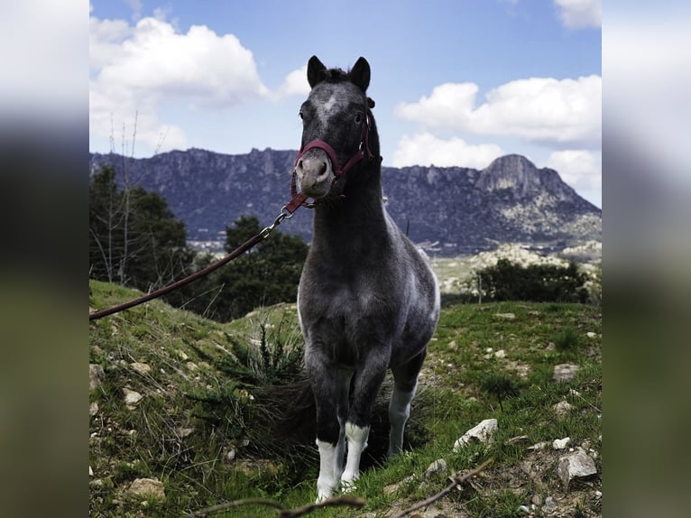Ponis Shetland Semental 3 años 100 cm Pío in La Cabrera