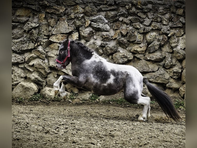 Ponis Shetland Semental 3 años 100 cm Pío in La Cabrera