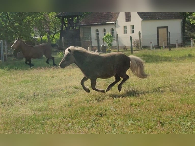 Ponis Shetland Semental 3 años 103 cm in Planebruch