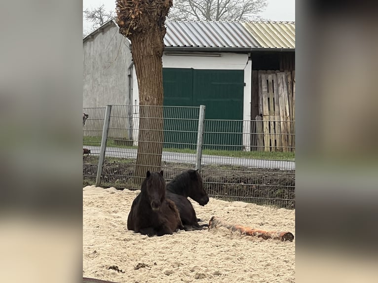 Ponis Shetland Semental 3 años 103 cm Negro in Gelsenkirchen