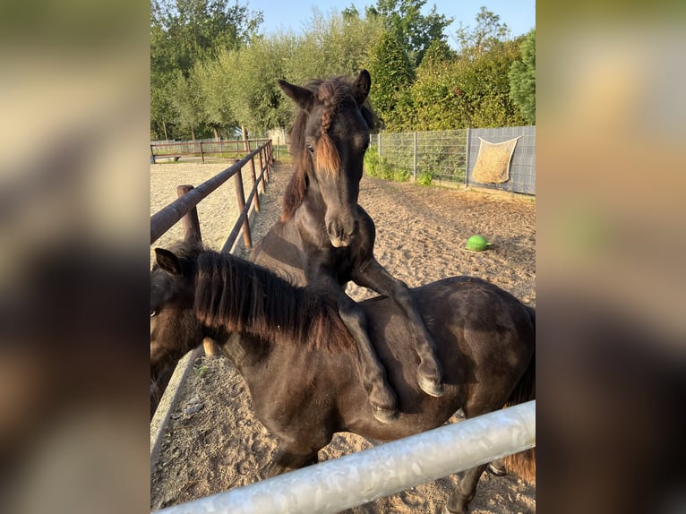 Ponis Shetland Semental 3 años 103 cm Negro in Gelsenkirchen