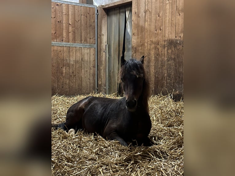 Ponis Shetland Semental 3 años 105 cm Castaño in Bonfol