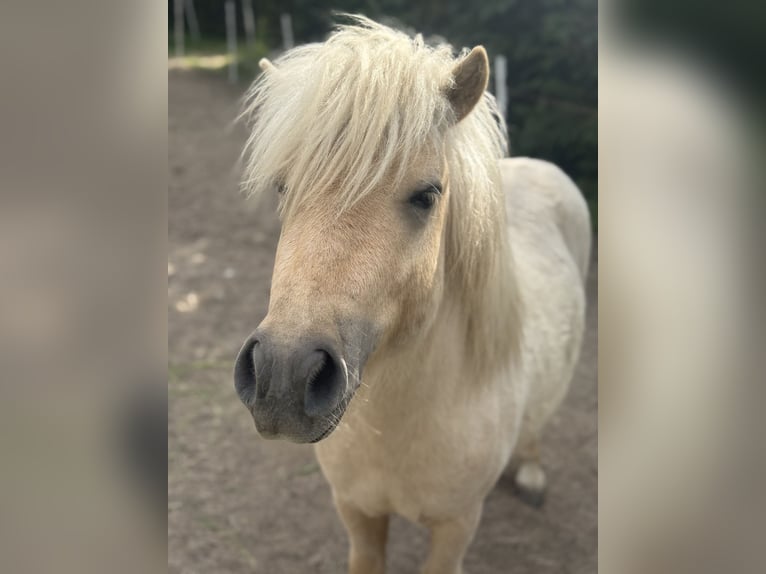 Ponis Shetland Semental 3 años 105 cm Palomino in Glindenberg