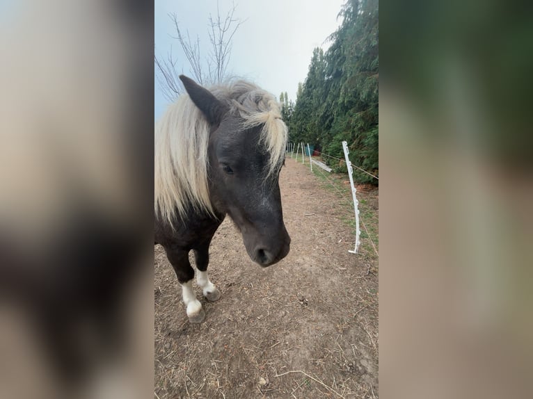 Ponis Shetland Semental 3 años 105 cm Pío in Glindenberg