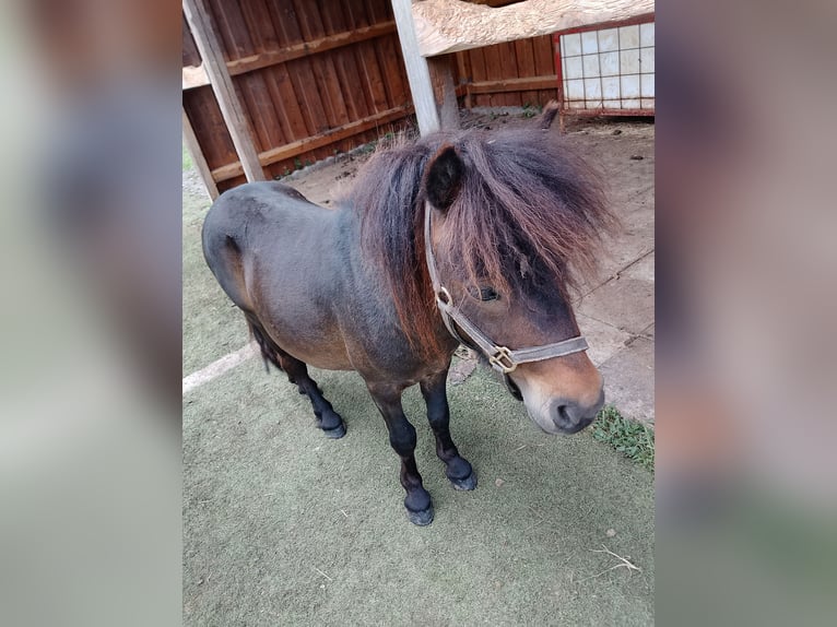 Ponis Shetland Semental 3 años 80 cm Castaño in Echzell