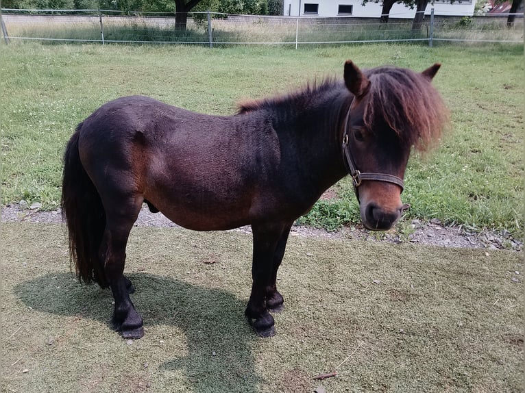Ponis Shetland Semental 3 años 80 cm Castaño in Echzell