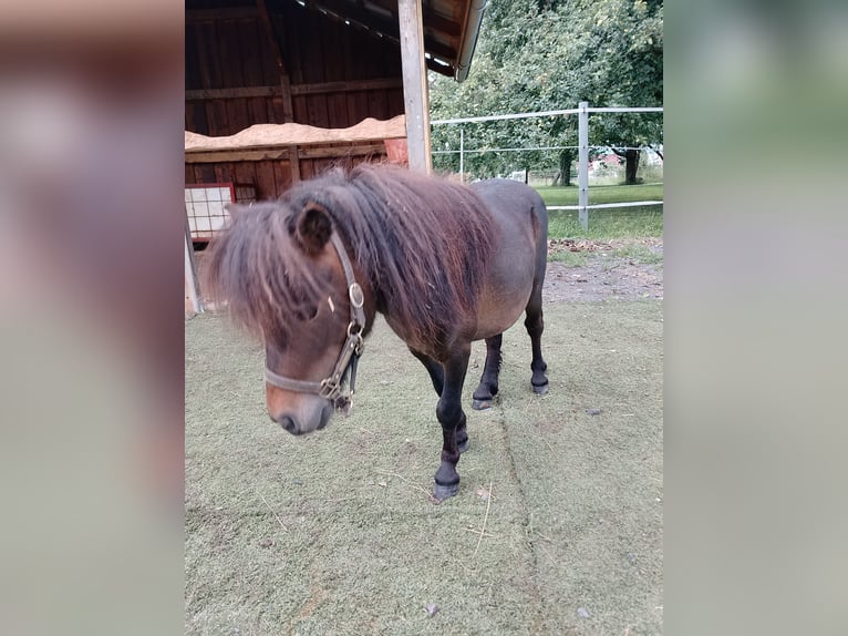 Ponis Shetland Semental 3 años 80 cm Castaño in Echzell