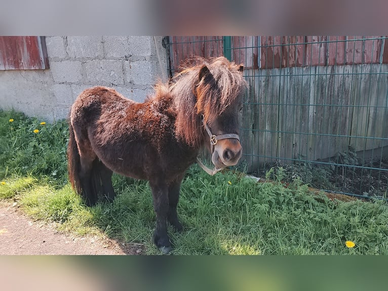 Ponis Shetland Semental 3 años 80 cm Castaño in Echzell