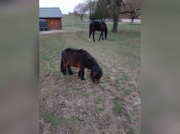 Ponis Shetland Semental 3 años 80 cm Castaño in Echzell