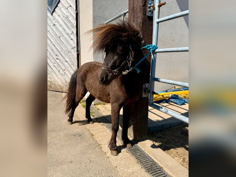Ponis Shetland Semental 3 años 86 cm Castaño oscuro in Daleiden