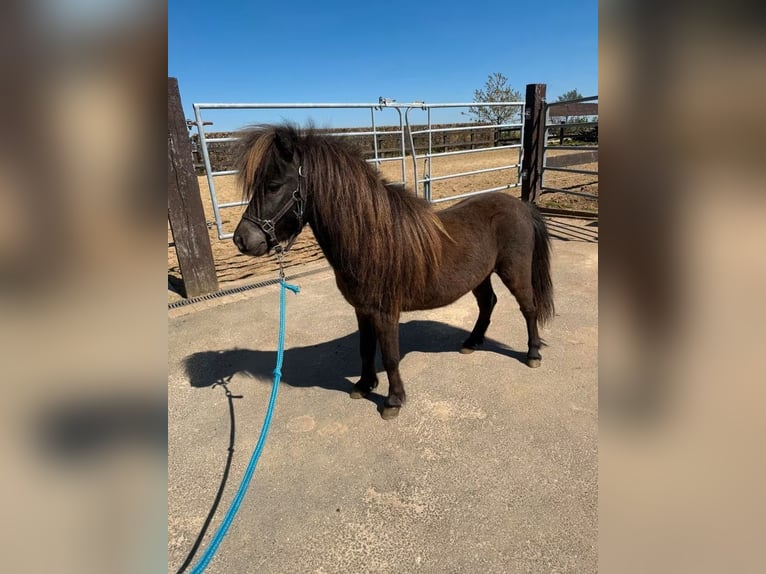 Ponis Shetland Semental 3 años 86 cm Castaño oscuro in Daleiden