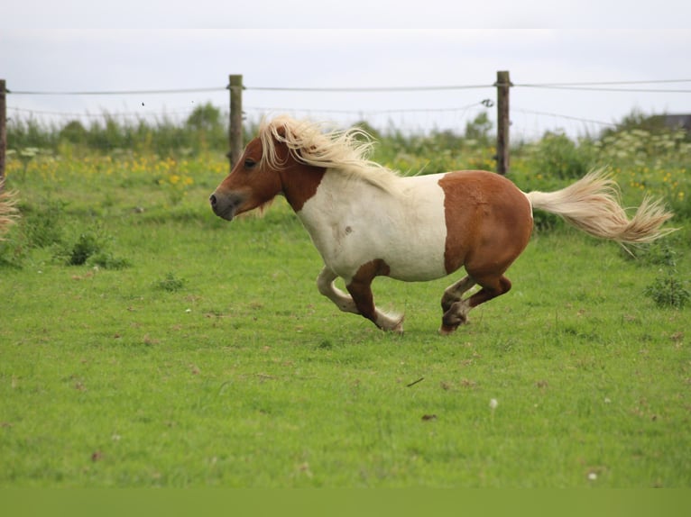 Ponis Shetland Semental 3 años 90 cm Pío in Dussen