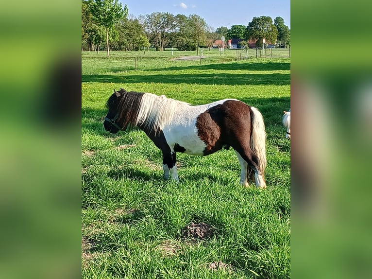 Ponis Shetland Semental 3 años 97 cm Pío in Bissendorf