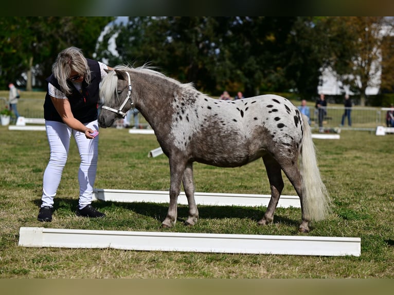 Ponis Shetland Semental 3 años 98 cm Atigrado/Moteado in Detmold