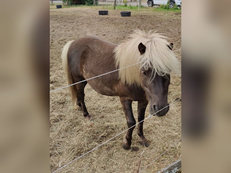 Ponis Shetland Semental 3 años 98 cm in Planebruch