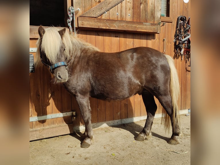 Ponis Shetland Semental 3 años 98 cm in Planebruch