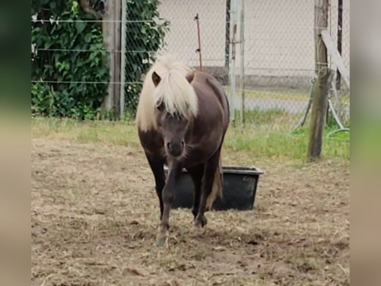 Ponis Shetland Semental 3 años 98 cm in Planebruch
