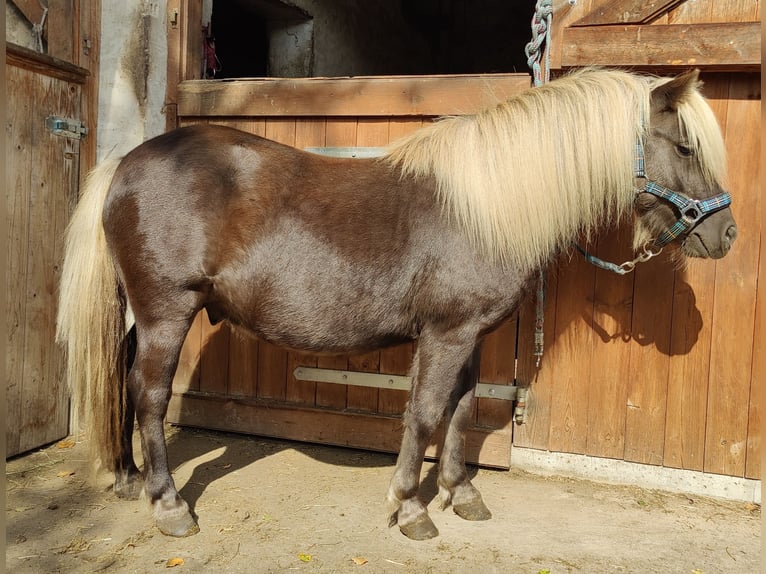 Ponis Shetland Semental 3 años 98 cm in Planebruch