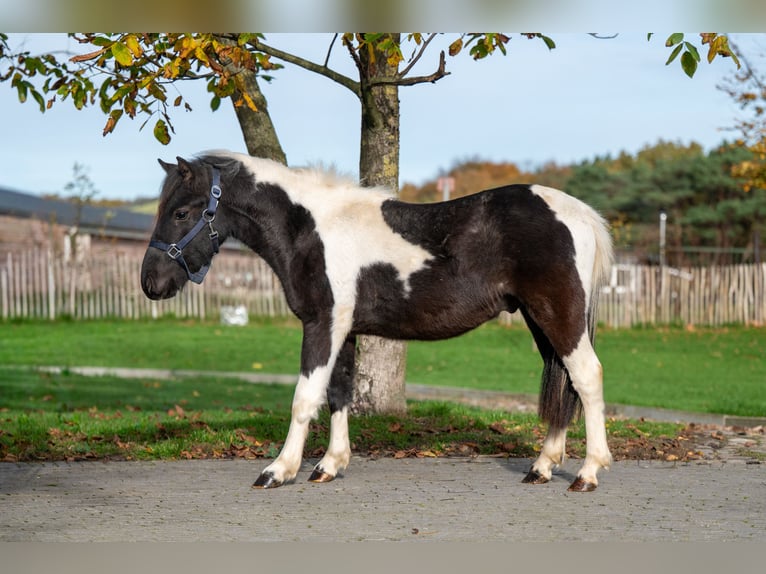 Ponis Shetland Semental 3 años  in GROTE-BROGEL