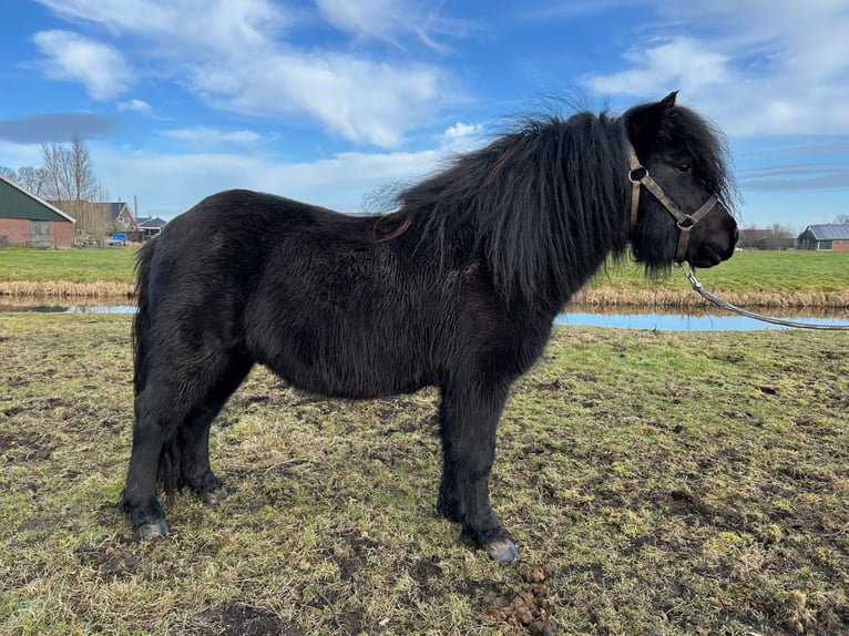 Ponis Shetland Semental 4 años 104 cm Negro in Bodegraven
