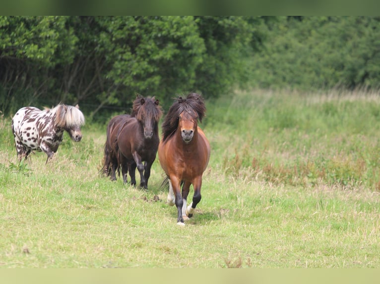 Ponis Shetland Semental 4 años 106 cm Castaño in Krumstedt