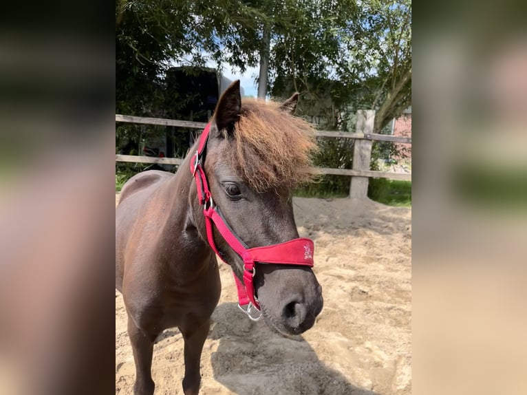 Ponis Shetland Mestizo Semental 4 años 115 cm Morcillo in Hardinxveld-Giessendam