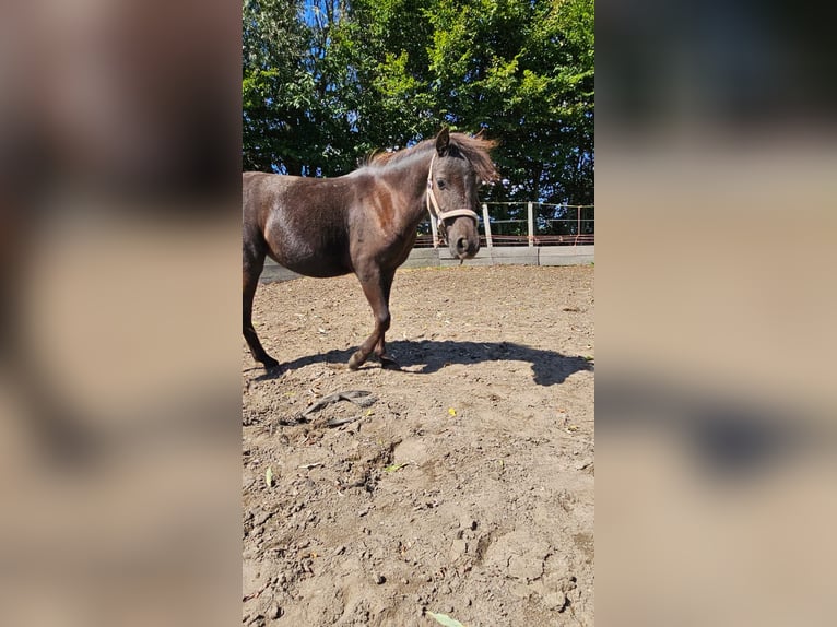 Ponis Shetland Mestizo Semental 4 años 115 cm Morcillo in Hardinxveld-Giessendam