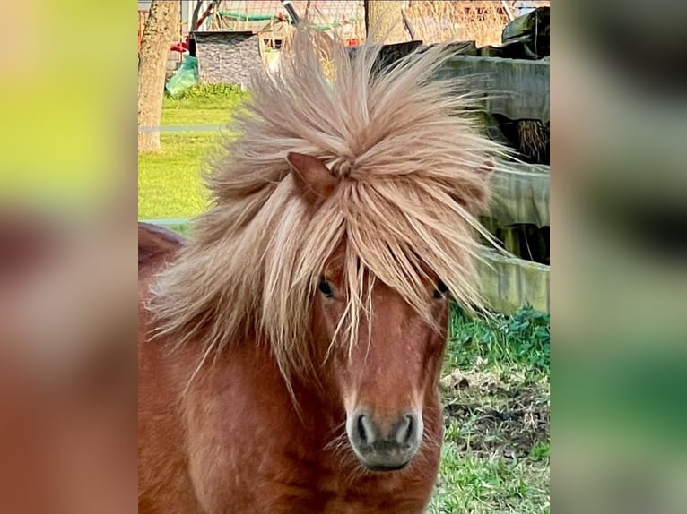 Ponis Shetland Semental 4 años 80 cm Alazán in Geseke