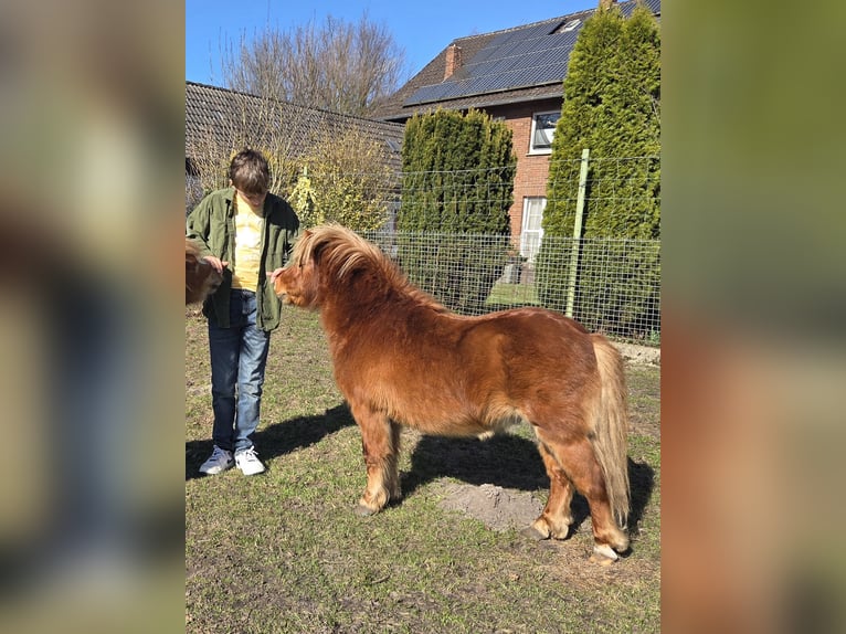 Ponis Shetland Semental 4 años 80 cm Alazán in Geseke