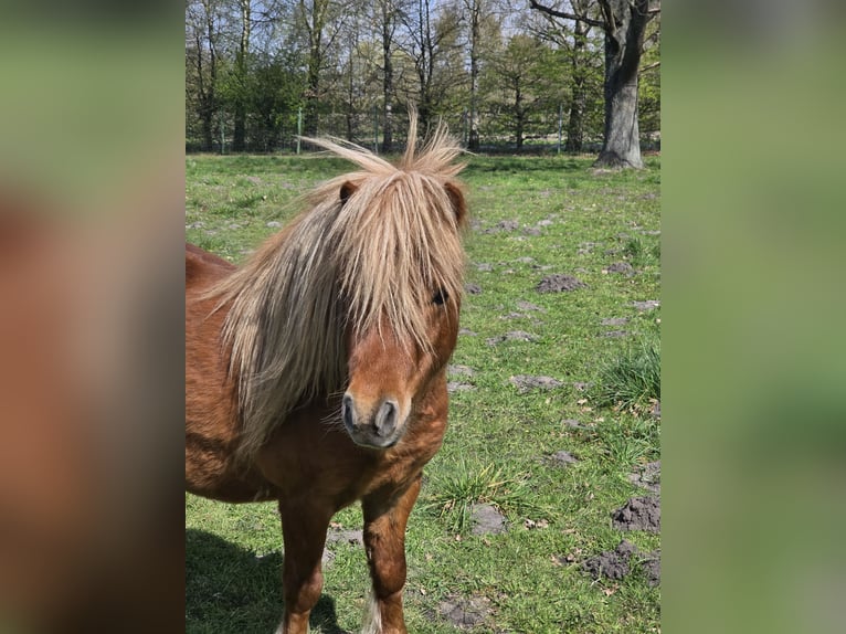 Ponis Shetland Semental 4 años 80 cm Alazán in Geseke